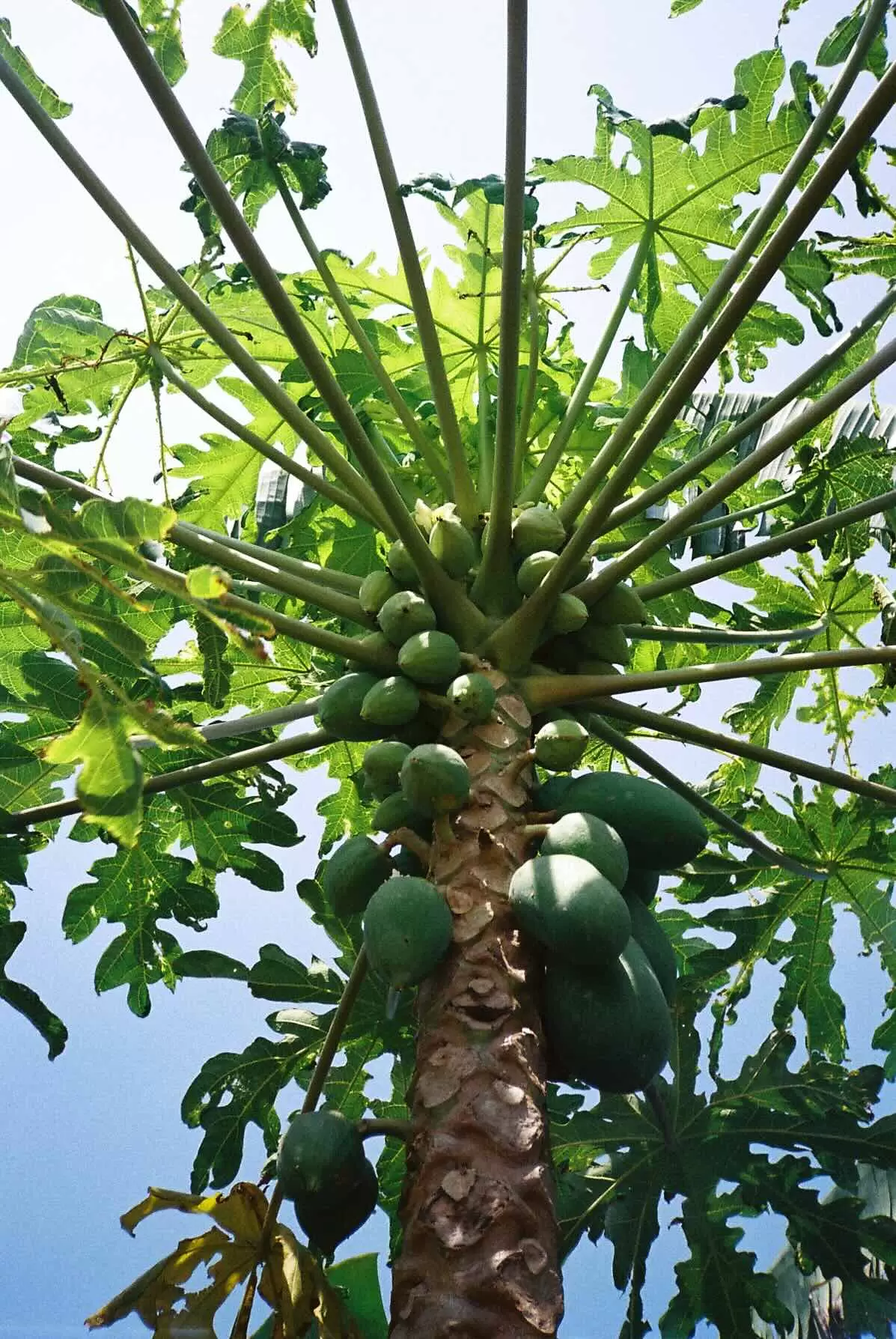 Papaya