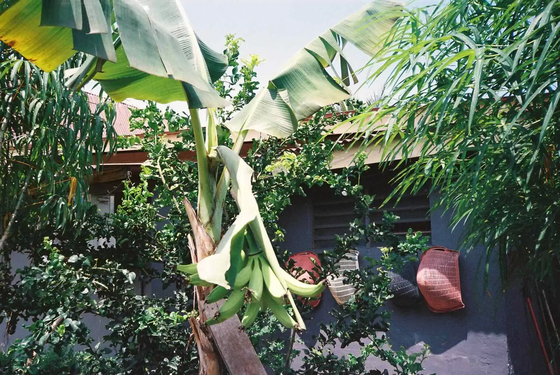Banana