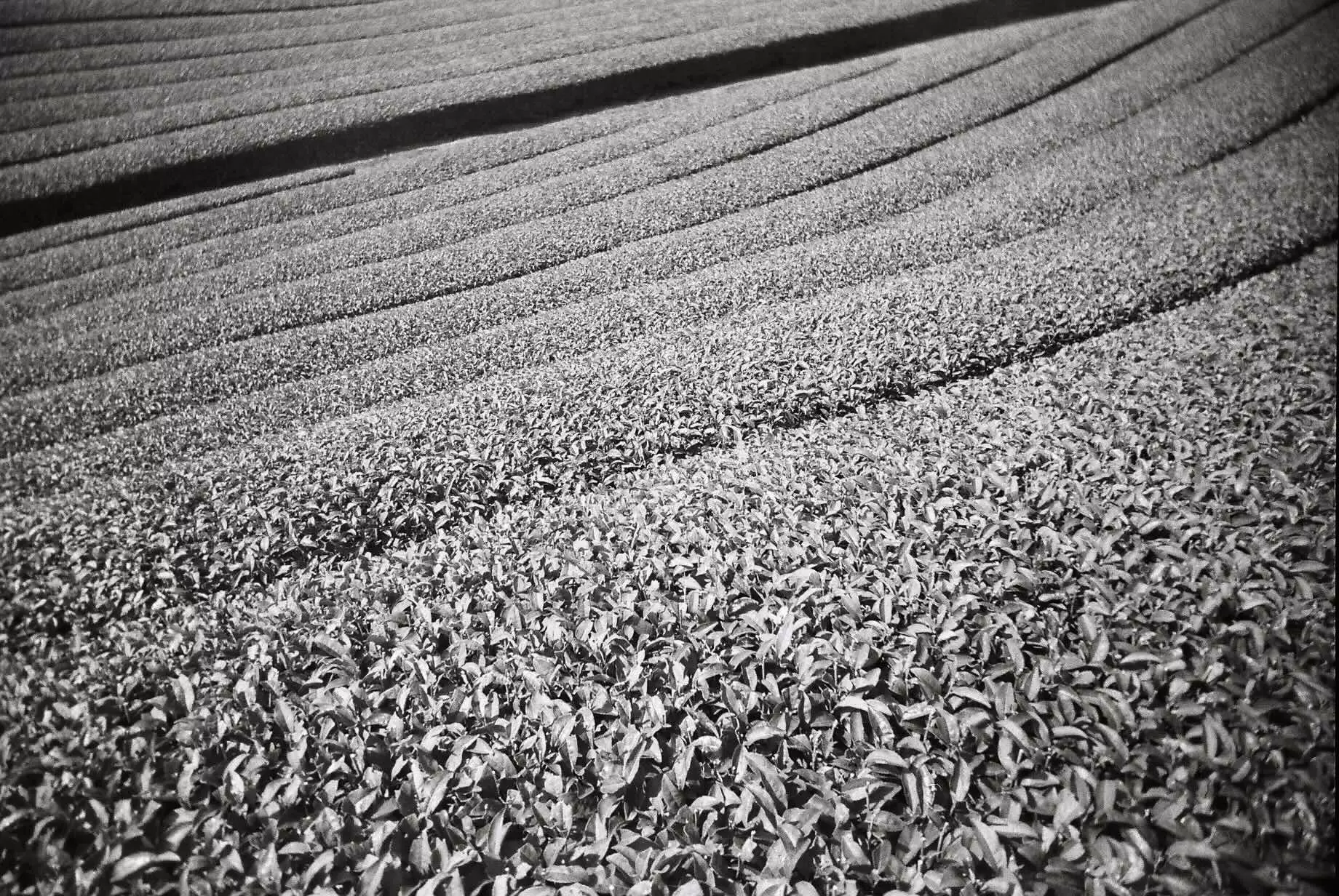 Fields (I)