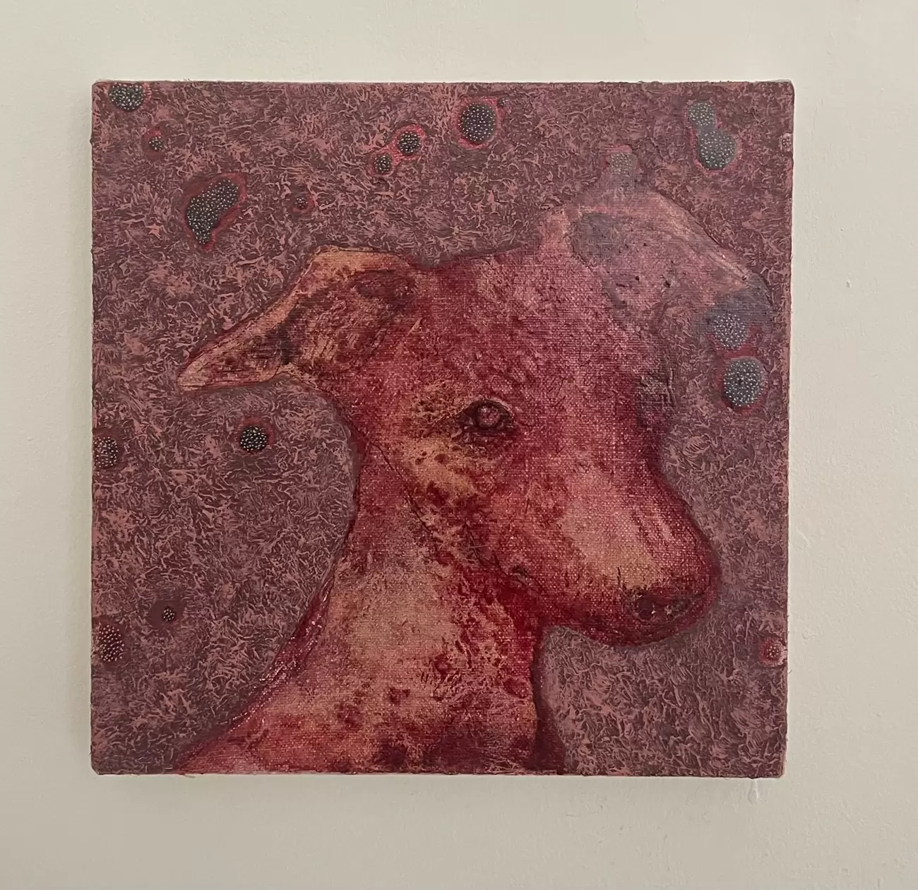 The Italian Greyhound(face)