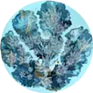 YOKOHAMA CLASSICAL BLUE