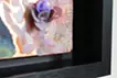 飛鳥山の紫陽花
