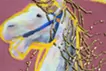 horse