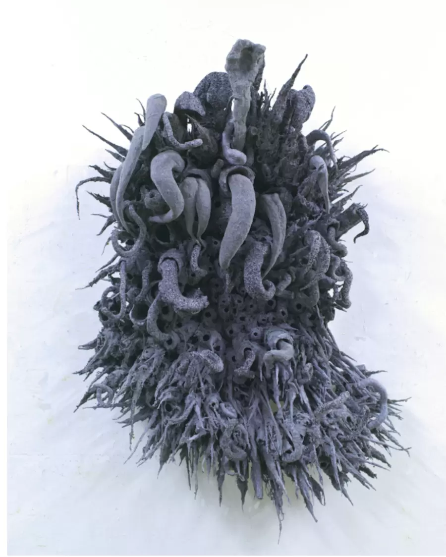 Gray sunflower