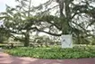 太陽と植物 / 絵を漂白する