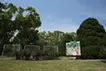 太陽と植物 / 絵を漂白する