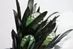 Leucadendron