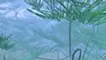Pine forest in fog
