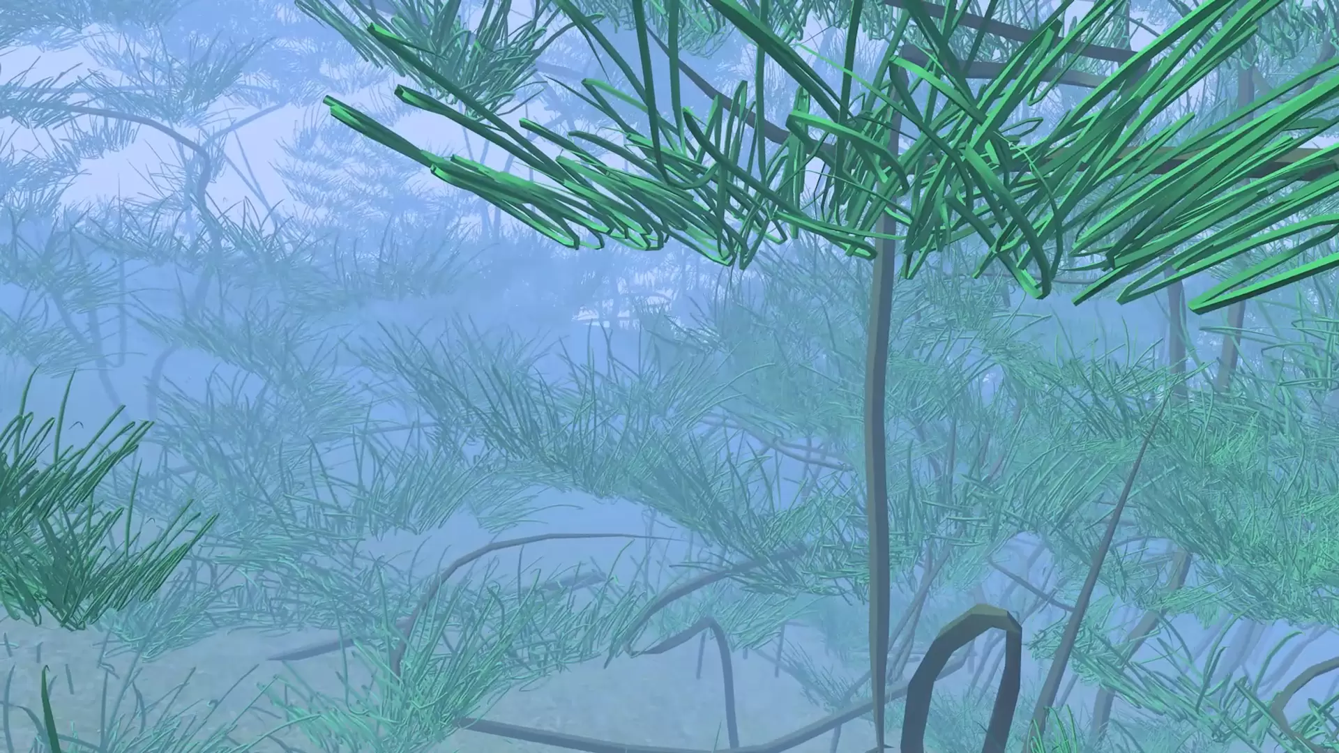 Pine forest in fog