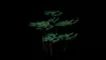 Pine forest in fog