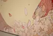 咲き誇る