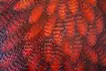 meditation red