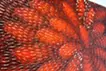 meditation red