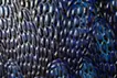 meditation blue