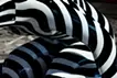 Narcissus Stares into the Water #01
