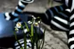 Narcissus Stares into the Water #01