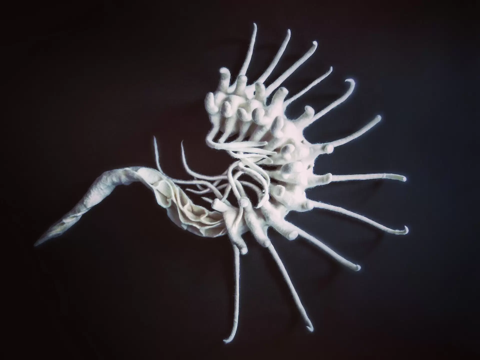 Bones