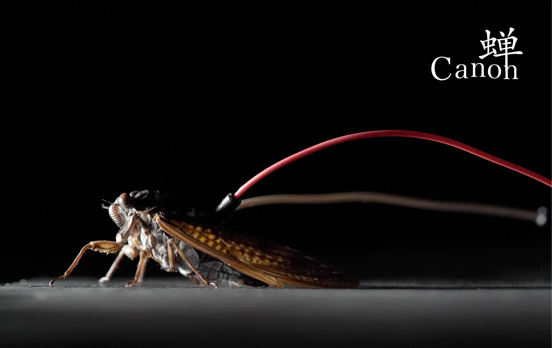 蝉-Canon