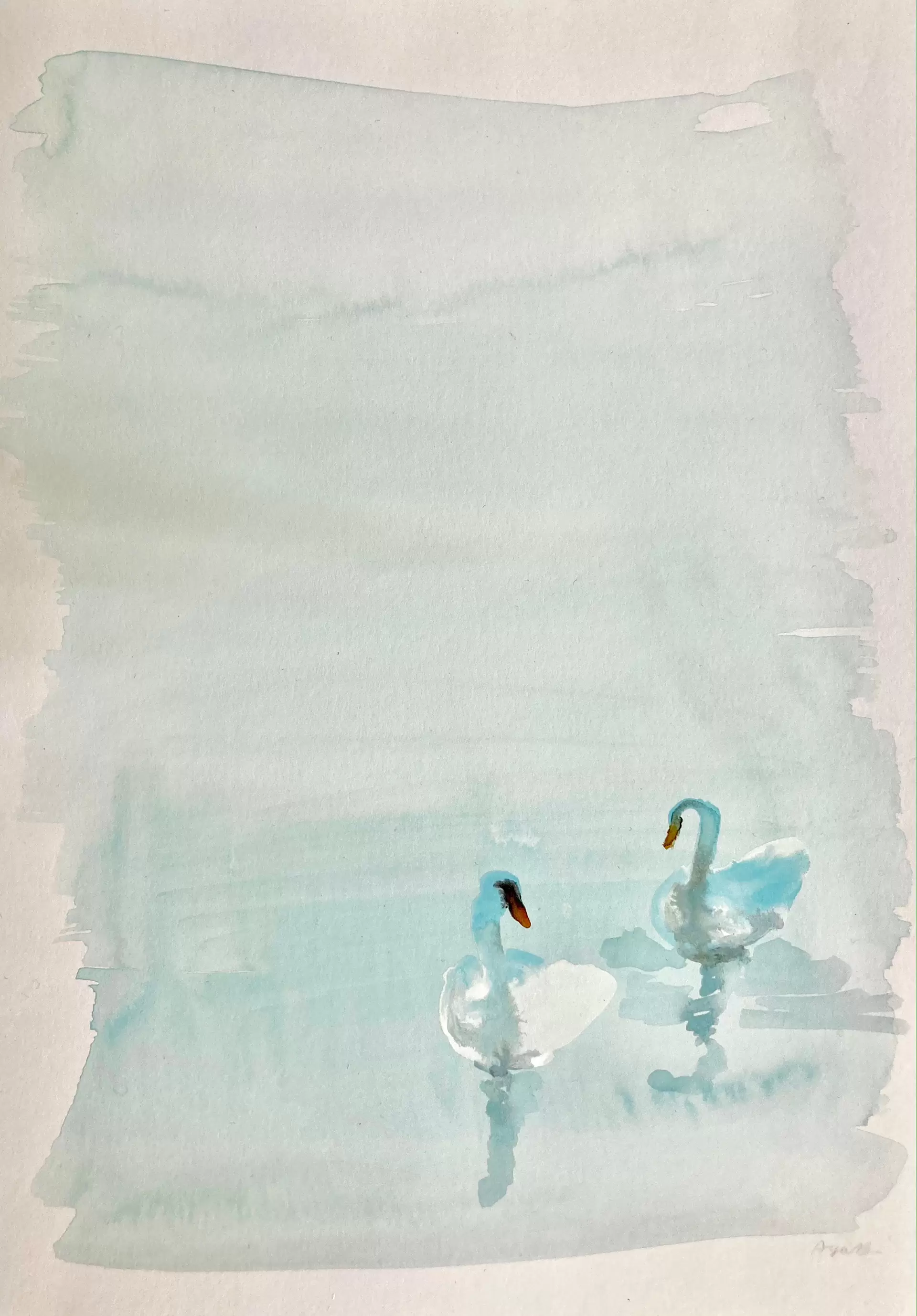 swans in the lake
