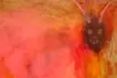 Escaped demon /逃げた鬼
