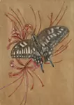 Swallowtail butterfly