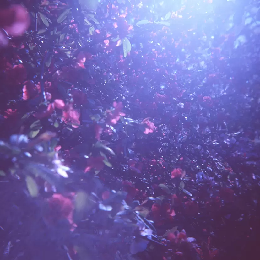 曖昧なほど眩しい世界で -青い光に咲く花- by 三井 彩紗 Ayasa Mitsui