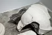 Tectonics_Mars #1