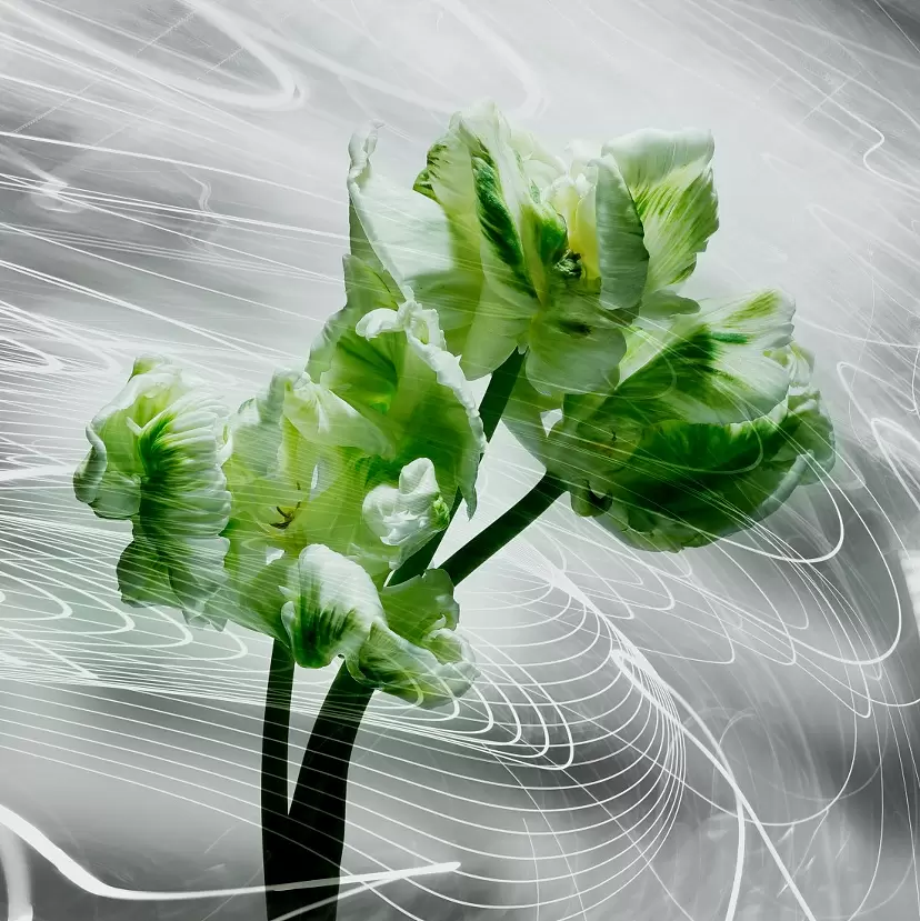 LP-002 Tulip by 武内俊明
