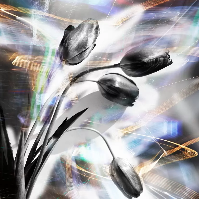 LP-003 Tulip by 武内俊明