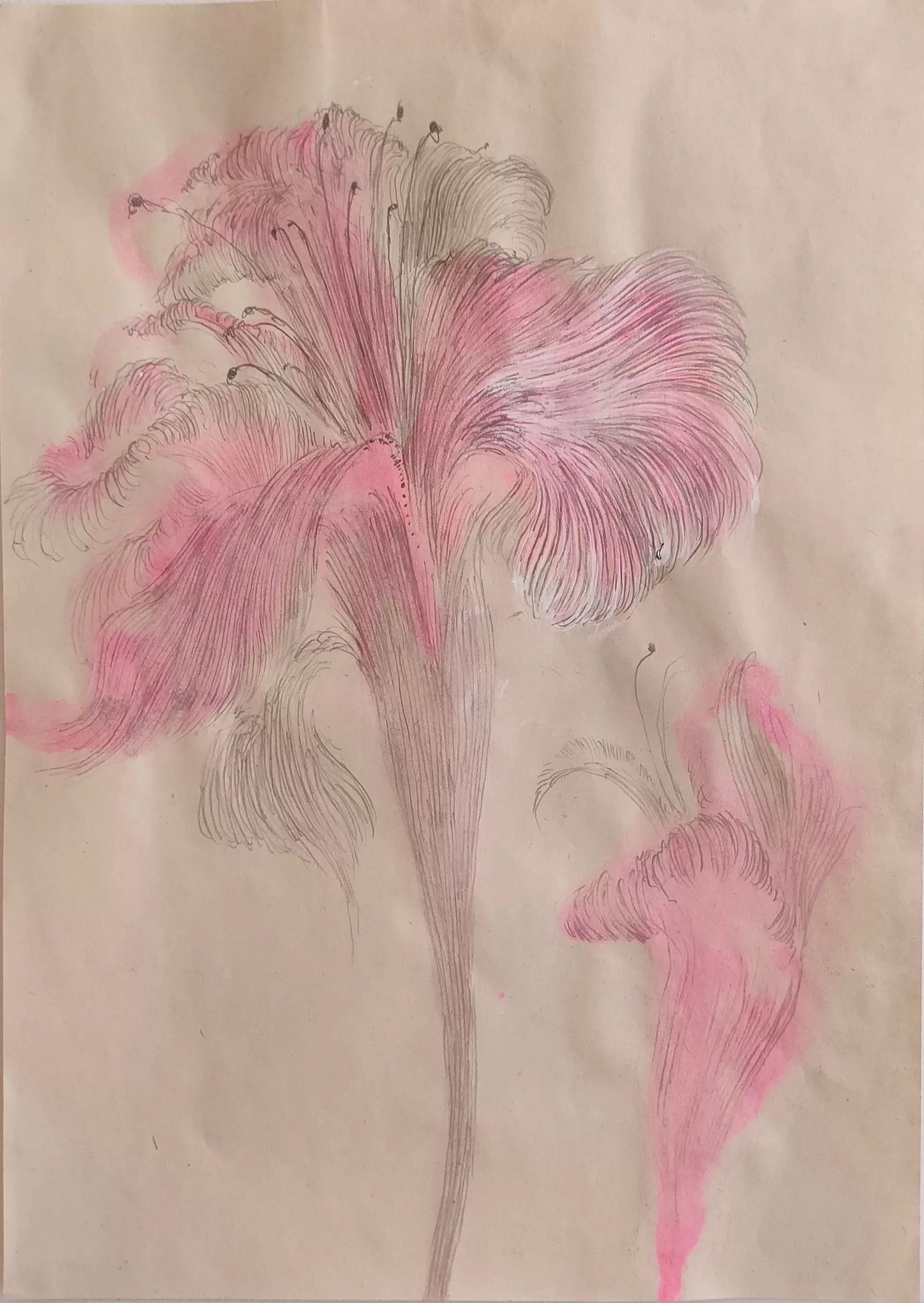 Rosiris