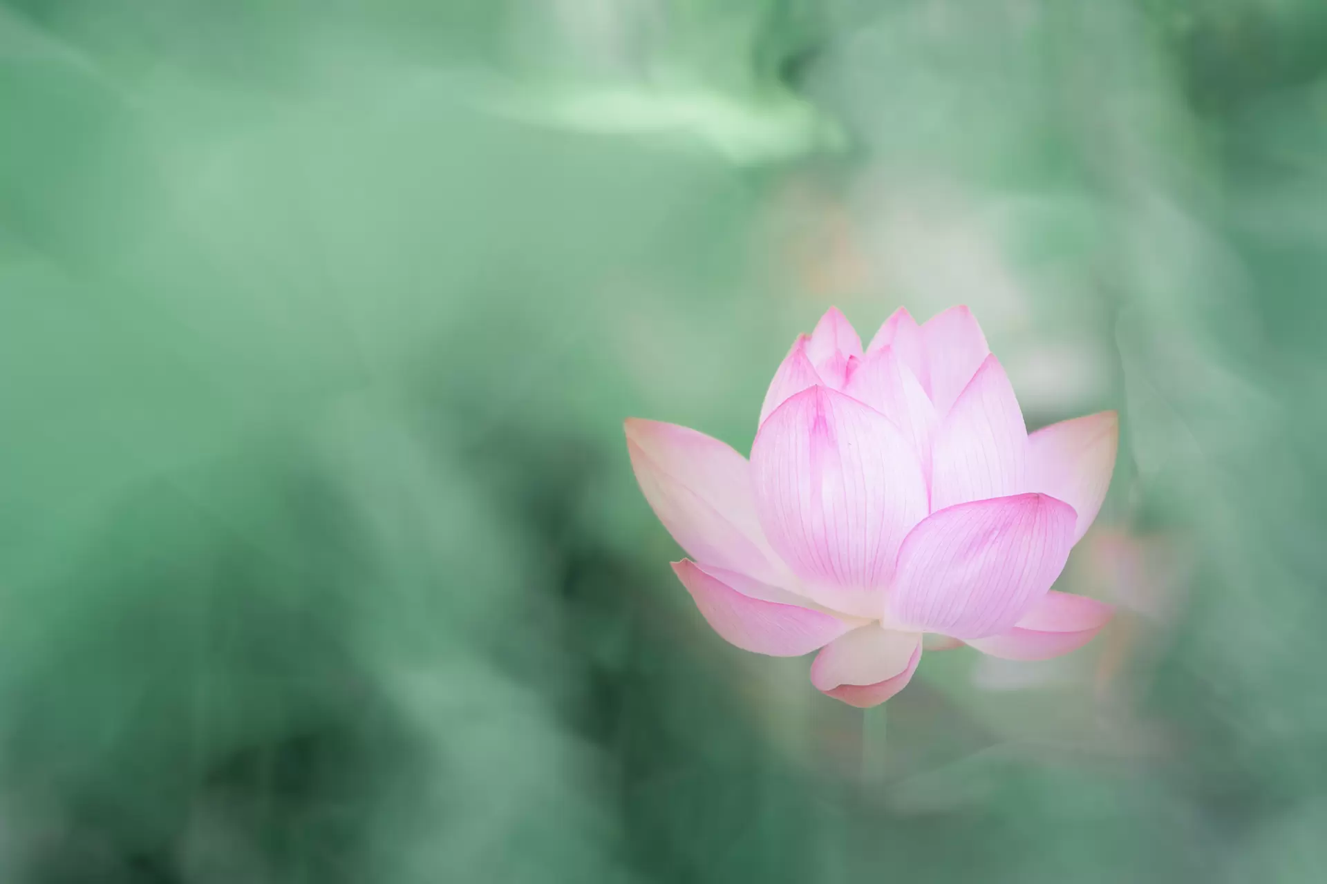 Lotus