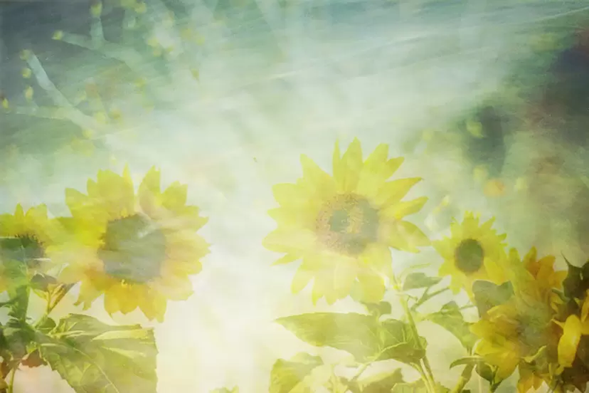 Chasing the Sun by Emika Masumoto