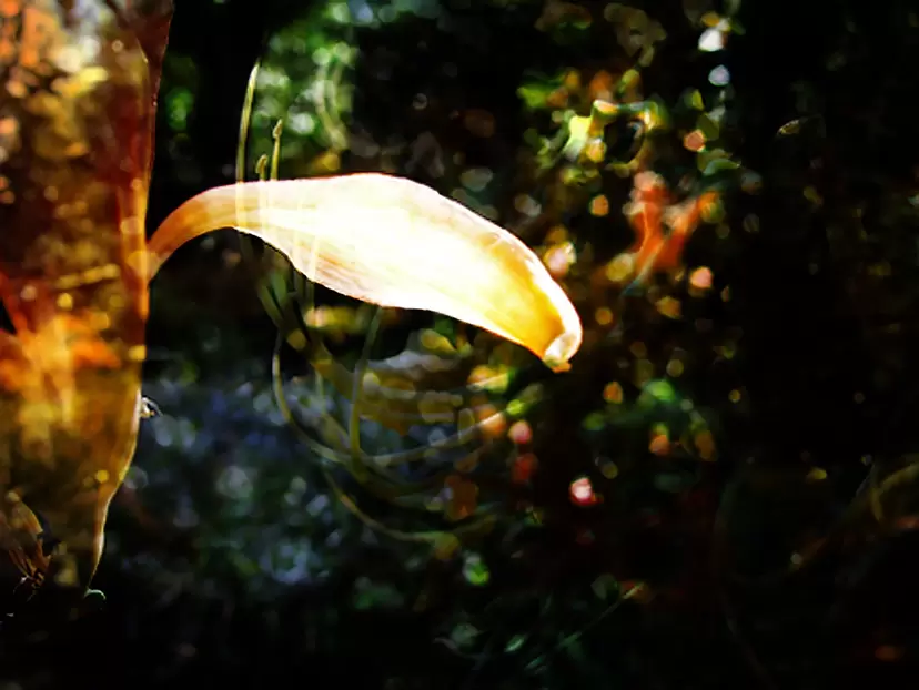 Golden Sunshine by Emika Masumoto