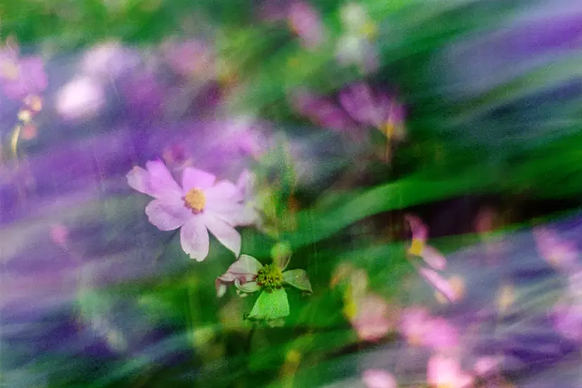 Secret Garden by Emika Masumoto