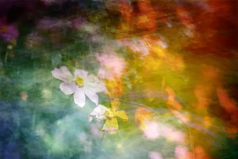Secret Garden by Emika Masumoto