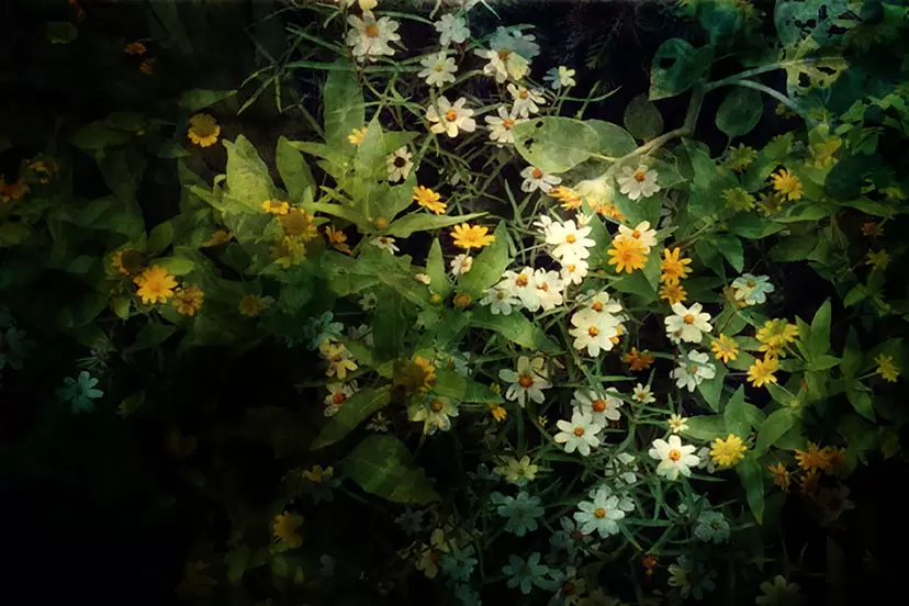Dreamlike Dream  by Emika Masumoto