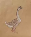Goose