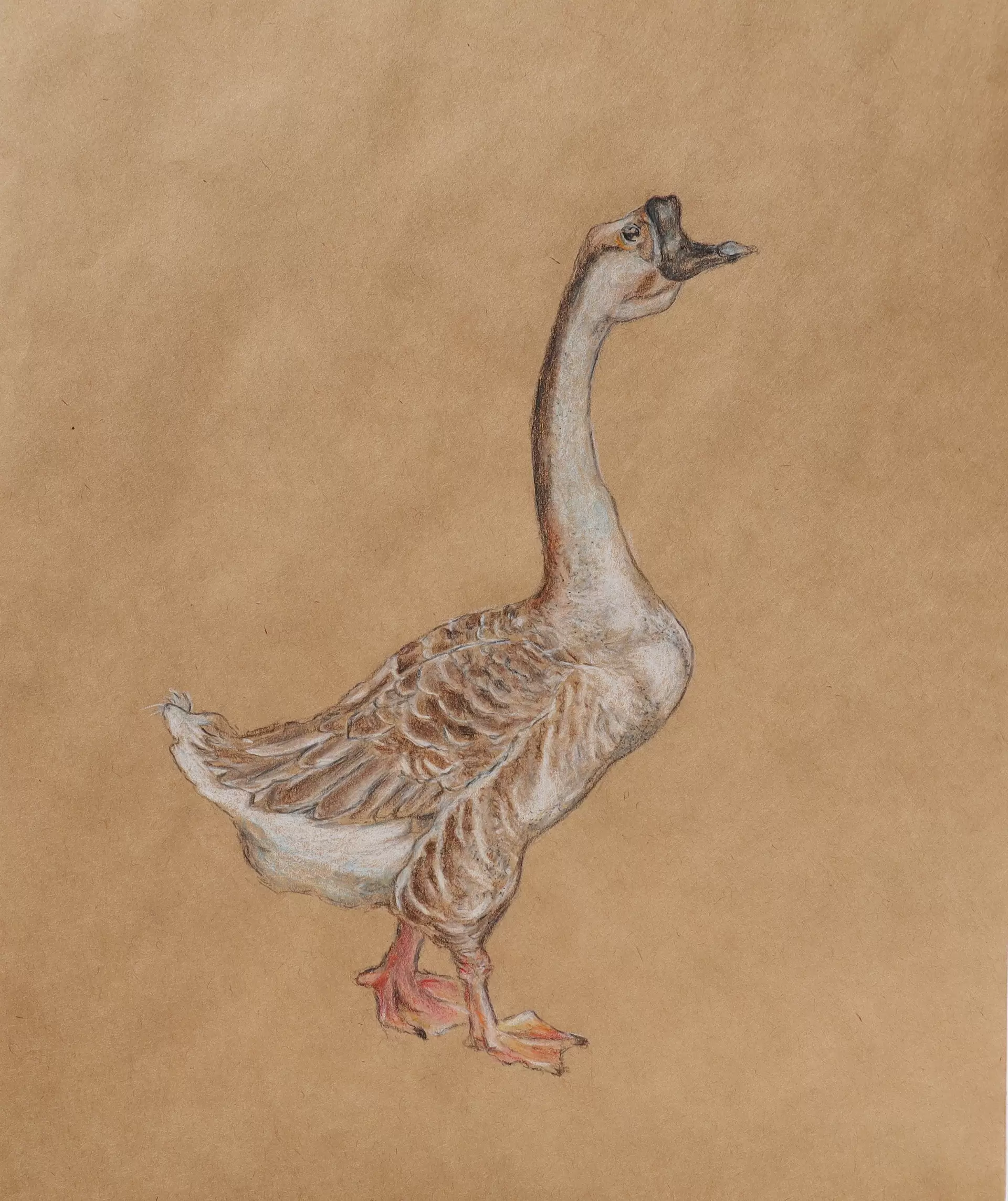 Goose