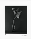 FLEURISME-DEAD LEAF