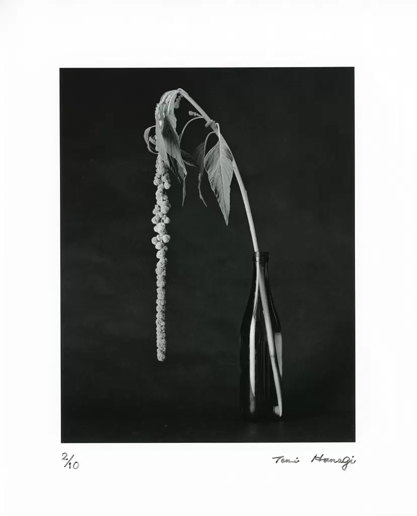 FLEURISME-AMARANTHUS by Tenmi HANAGI