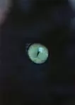 pino