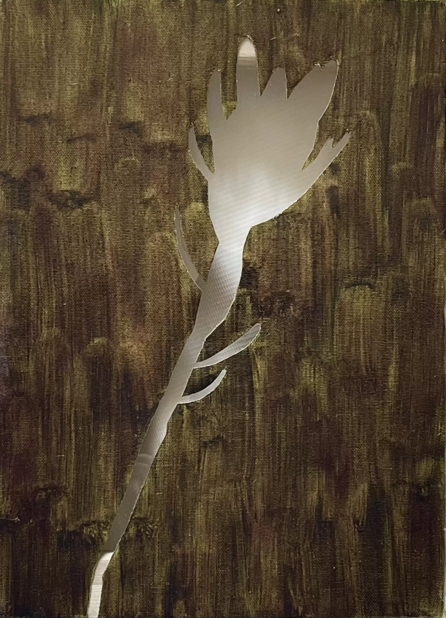 fragrance (leucadendron)