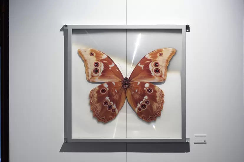 絵画 butterfly Chizuko Yoshida 1976 Signed Butterflies Woodblock Print | eBay