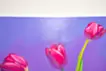 absolute difference series “Flower Xll”