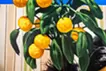 オレンジのある静物