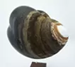 心