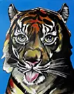 New Tiger