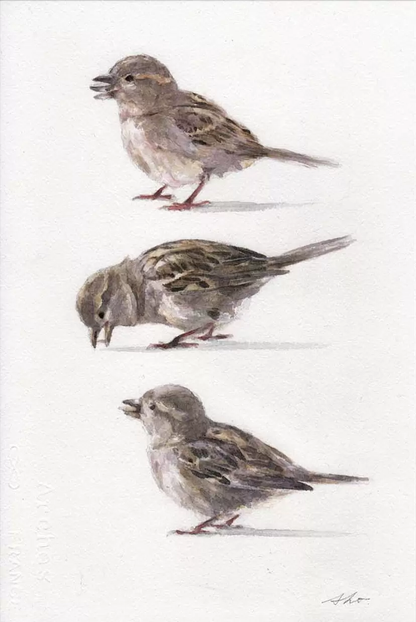 Sparrows by 石井志依