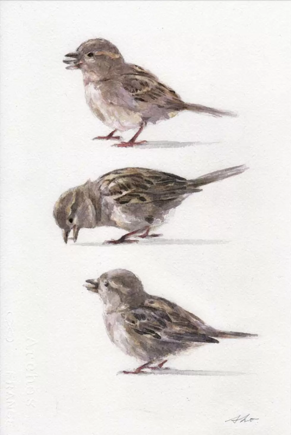 Sparrows