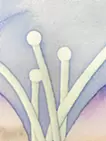 layer